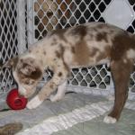 New puppy- 9 week old Border collie