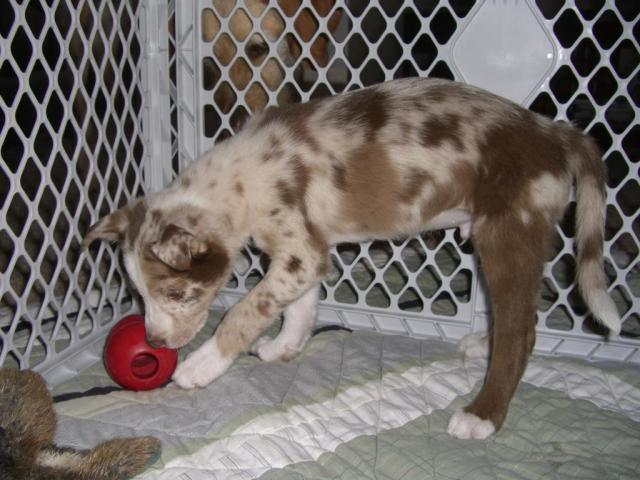 New puppy- 9 week old Border collie