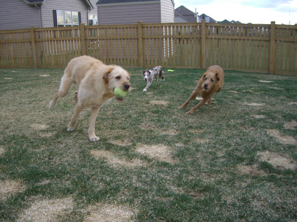 Beckham 14 wks action shot