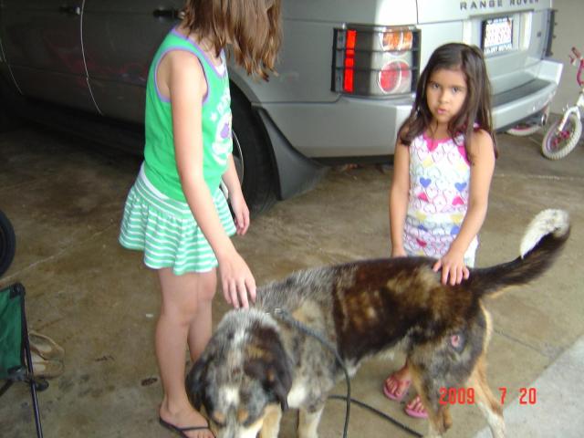 Petting from the girls