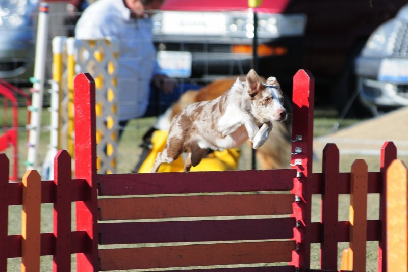 Beckham at his first AKC agility trial- November 2010