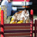 Beckham at his first AKC agility trial- November 2010