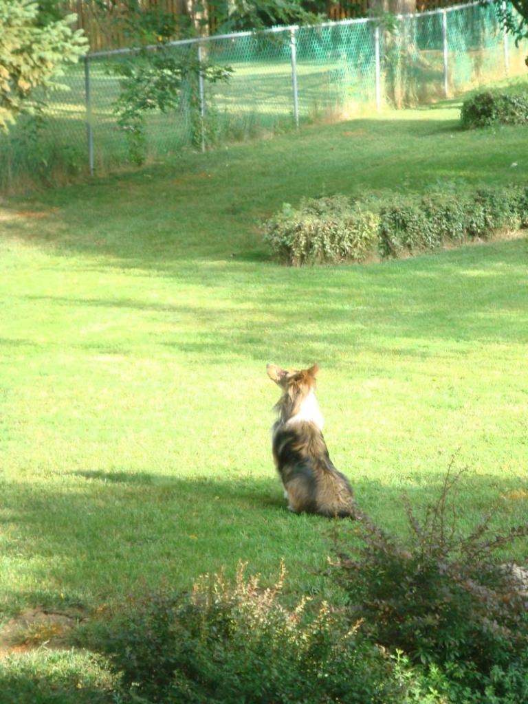 Doyle watching for squirrels