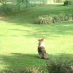 Doyle watching for squirrels