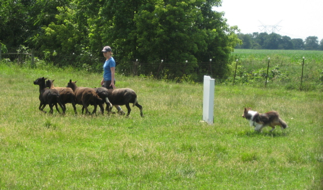 Erin and Doyle working sheep