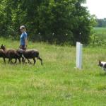 Erin and Doyle working sheep