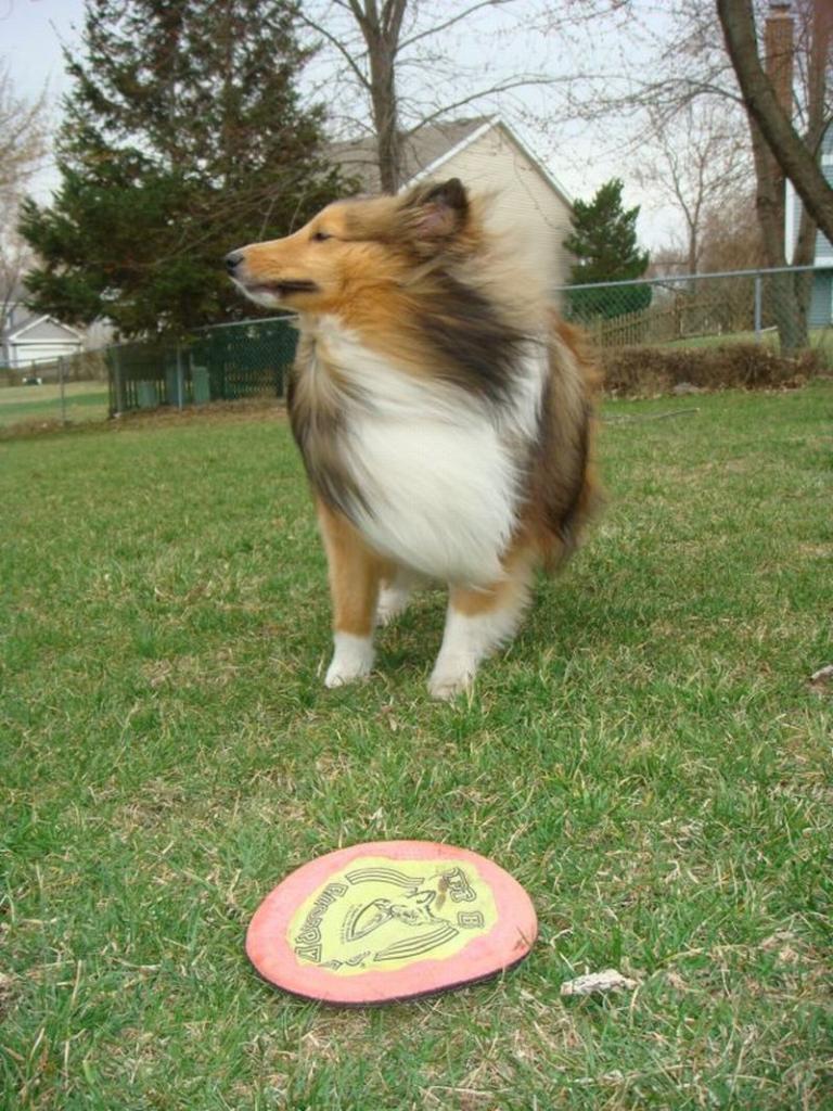 Quinn taking a break from playing frisbee