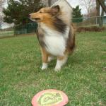 Quinn taking a break from playing frisbee