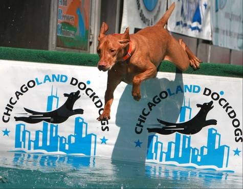 Rusty DockDogs 7 2011 b