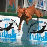 Rusty DockDogs 7 2011 b