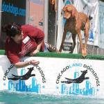 Rusty DockDogs 7 2011 c