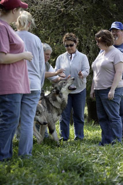 Kathy Sara pushy wolf