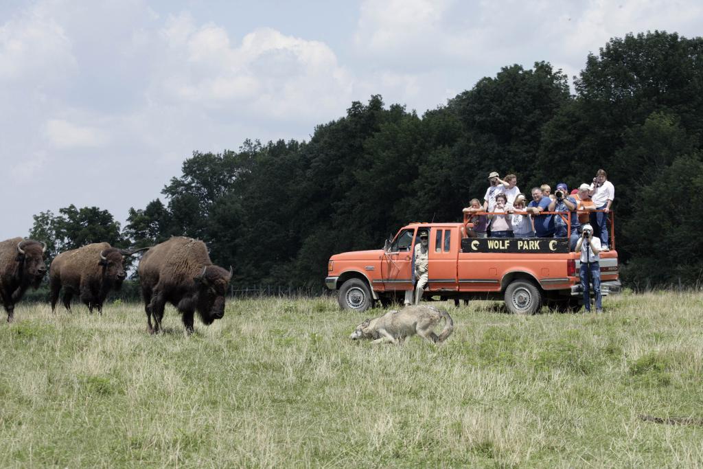 Wolf Bison Truck