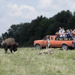 Wolf Bison Truck