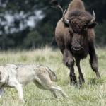 Wolf Bison 2