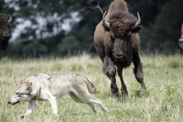 Wolf Bison