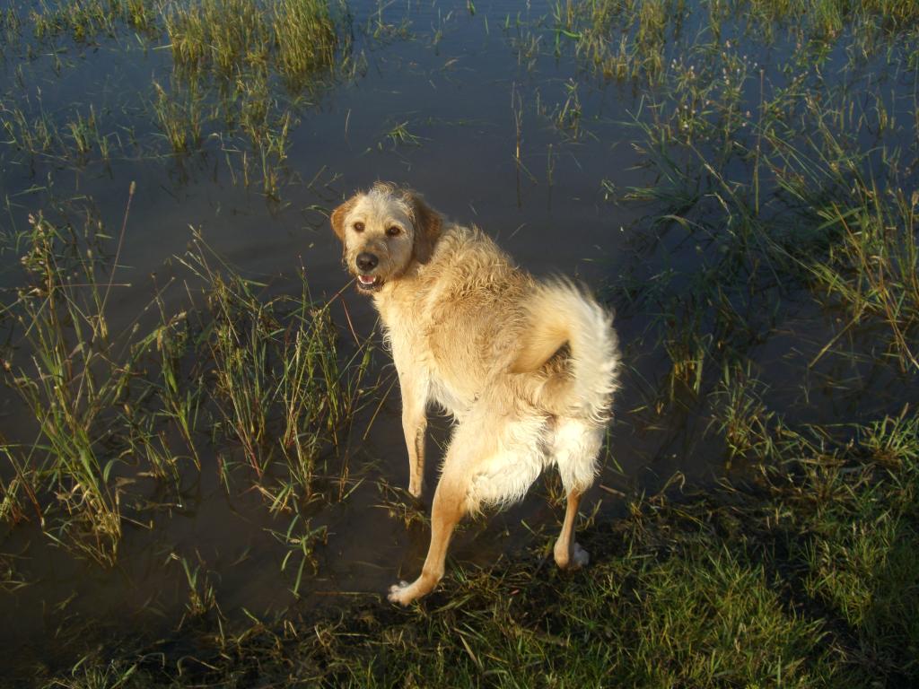 Duke- swimming!