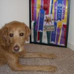 Summer CL3 EAC OJC O-OCC WV-O TG-E TN-O HP-N CGC NADAC Novice Versatility Award, Open Versatility Award