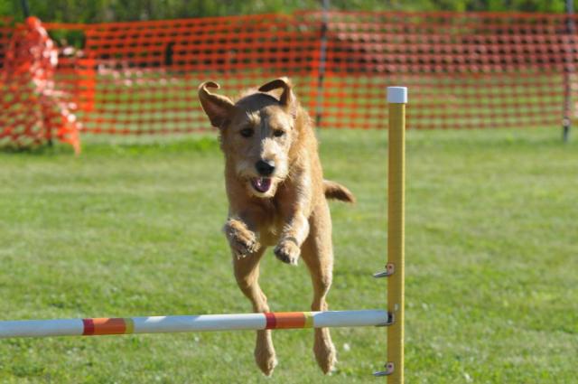 Summer Jumping