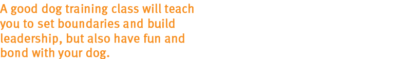 A good dog training class will teach you to set boundaries and build leadership, but also have fun and bond with your dog.